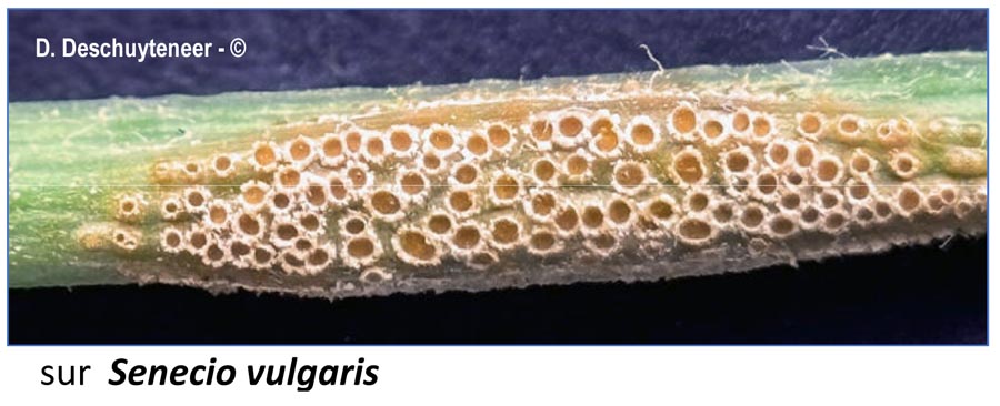 Puccinia lagenophorae