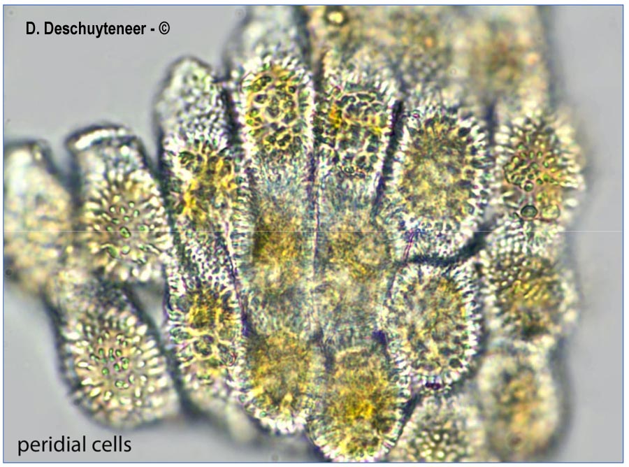 Puccinia lagenophorae