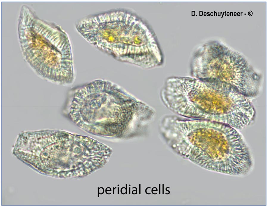 Puccinia lagenophorae