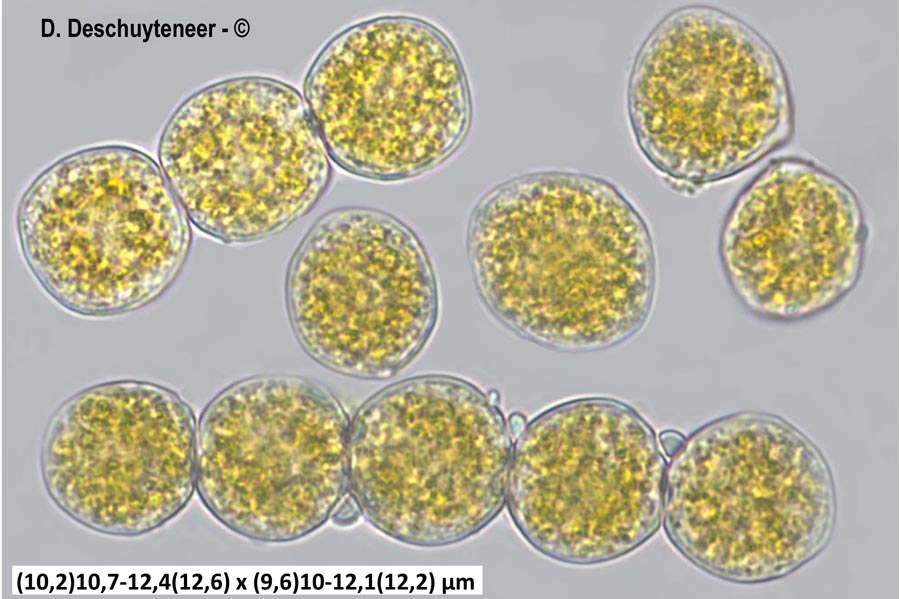 Puccinia lagenophorae