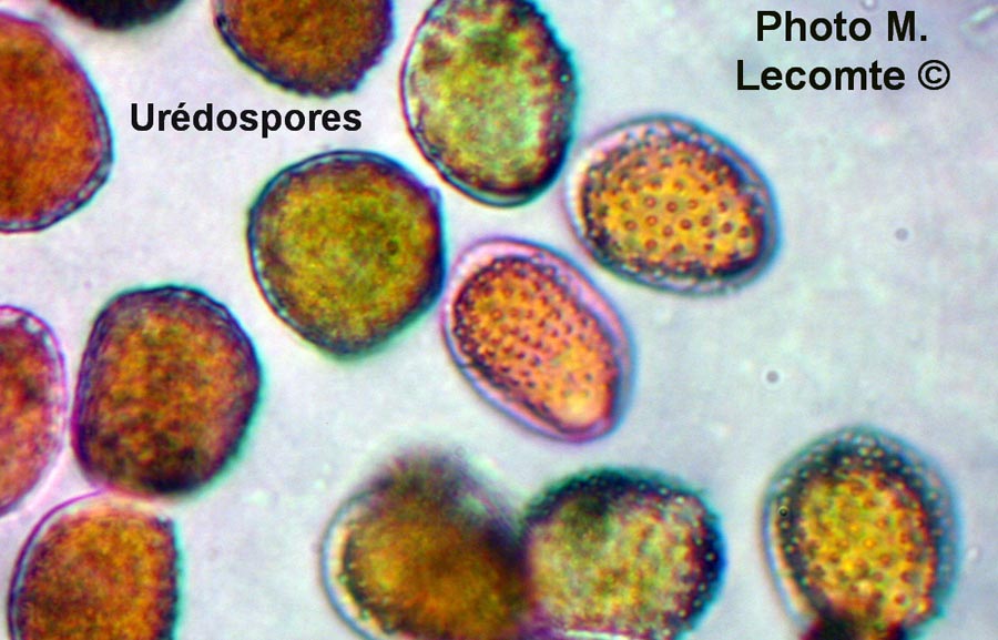 Puccinia lagenophorae