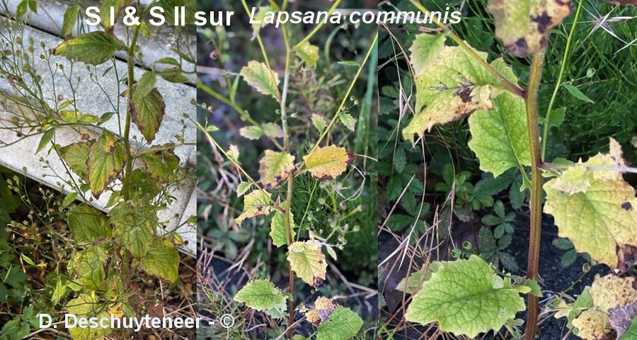 Puccinia lapsanae