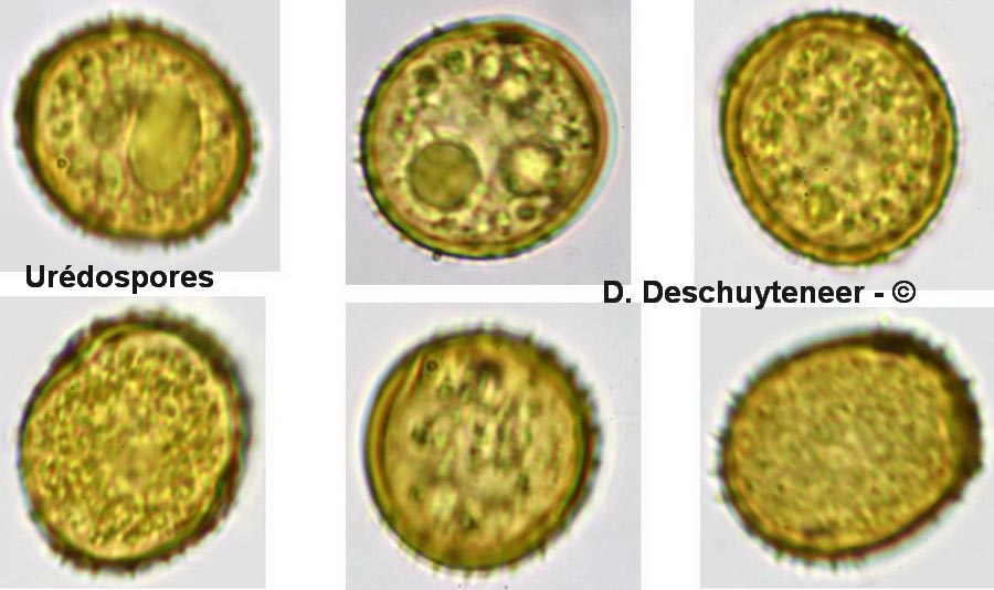 Puccinia lapsanae