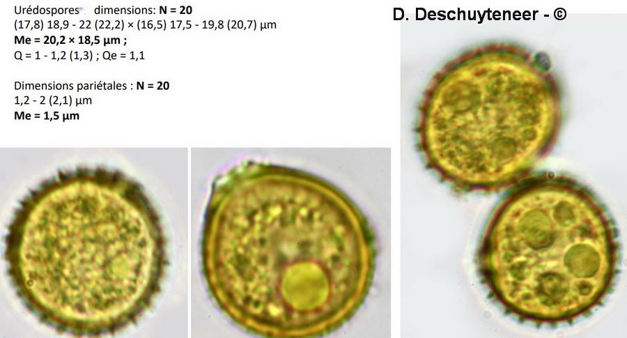 Puccinia lapsanae