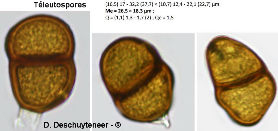 Puccinia lapsanae