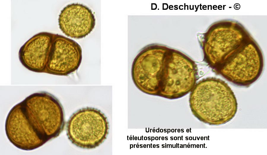 Puccinia lapsanae