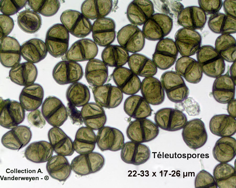 Puccinia lapsanae