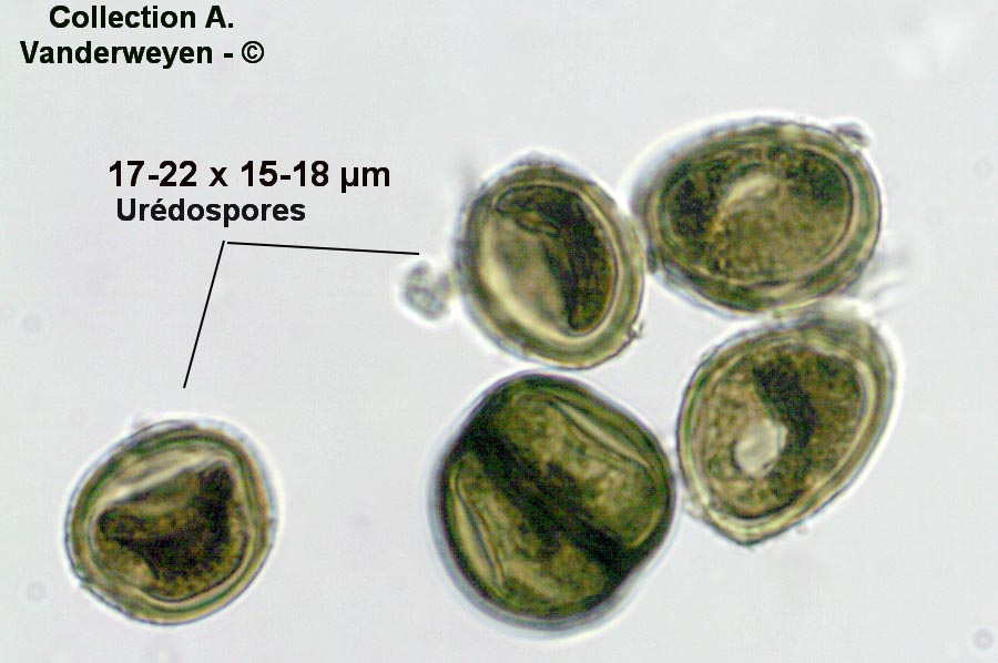 Puccinia lapsanae