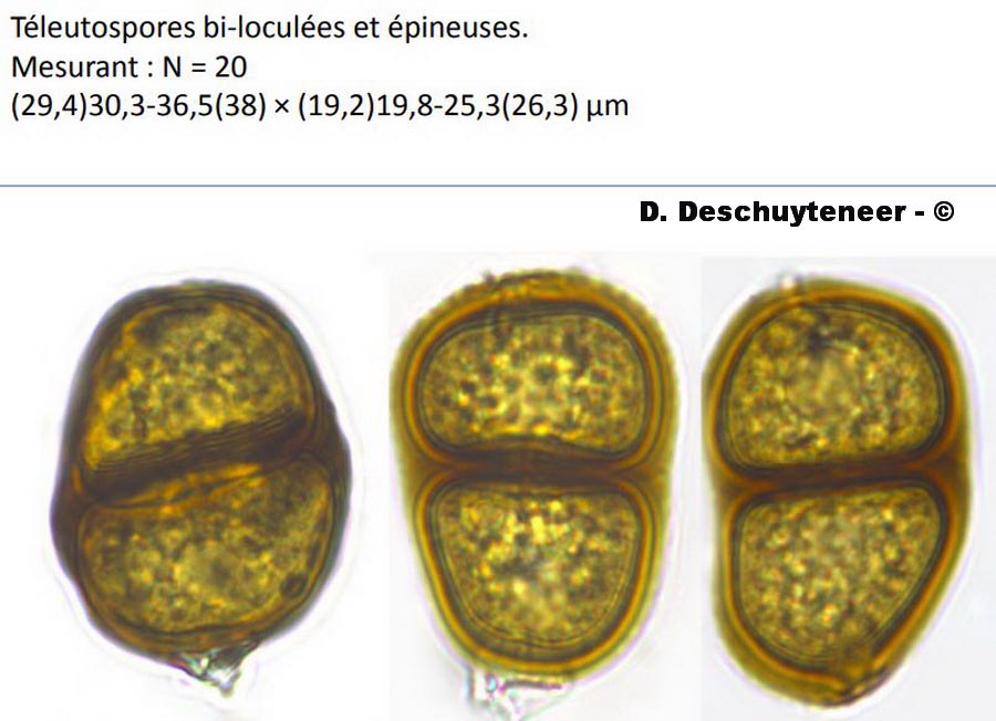 Puccinia laschii
