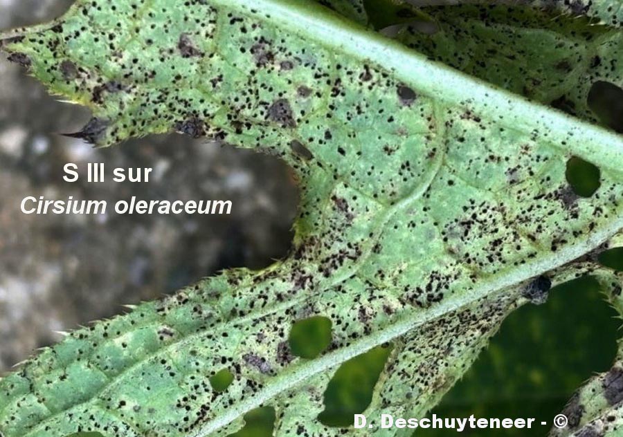Puccinia laschii