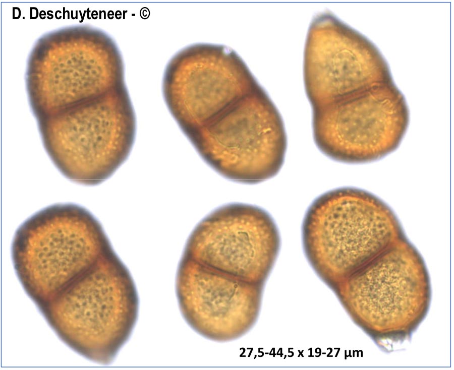 Puccinia laschii