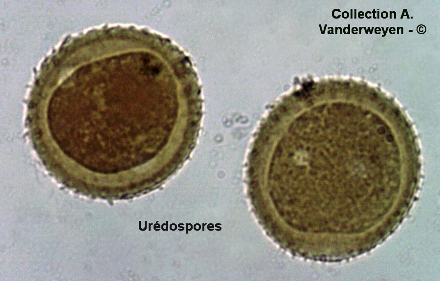 Puccinia leontodontis