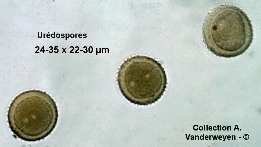 Puccinia leontodontis