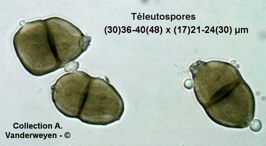 Puccinia libanotidis