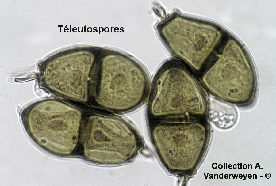 Puccinia liliacearum