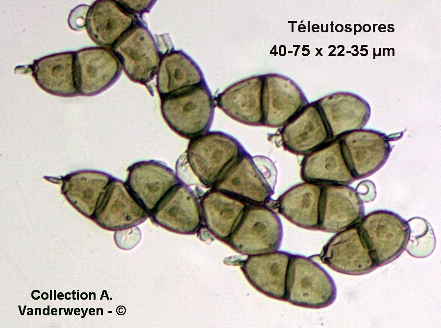 Puccinia liliacearum