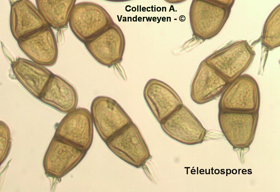 Puccinia liliacearum