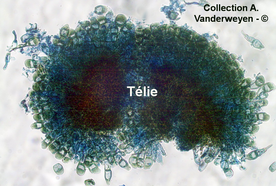 Puccinia linosyridis-caricis