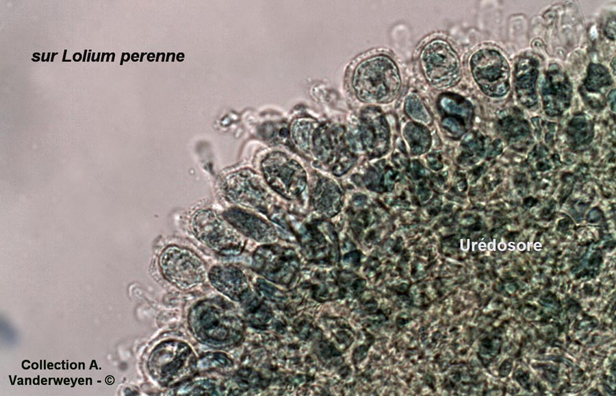 Puccinia loliina
