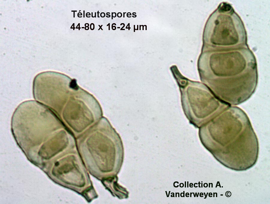 Puccinia luzulae