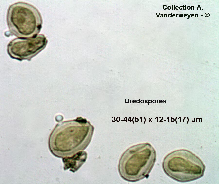 Puccinia luzulae