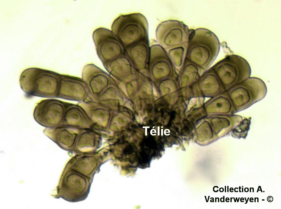 Puccinia magnusiana