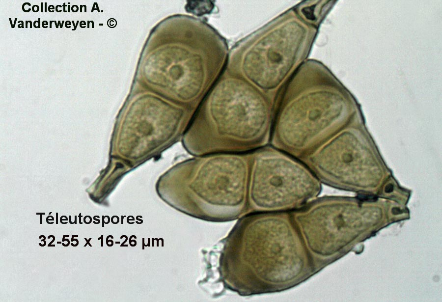 Puccinia magnusiana