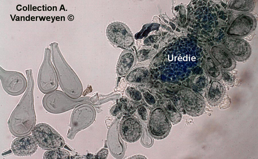 Puccinia magnusiana