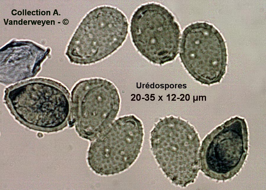 Puccinia magnusiana