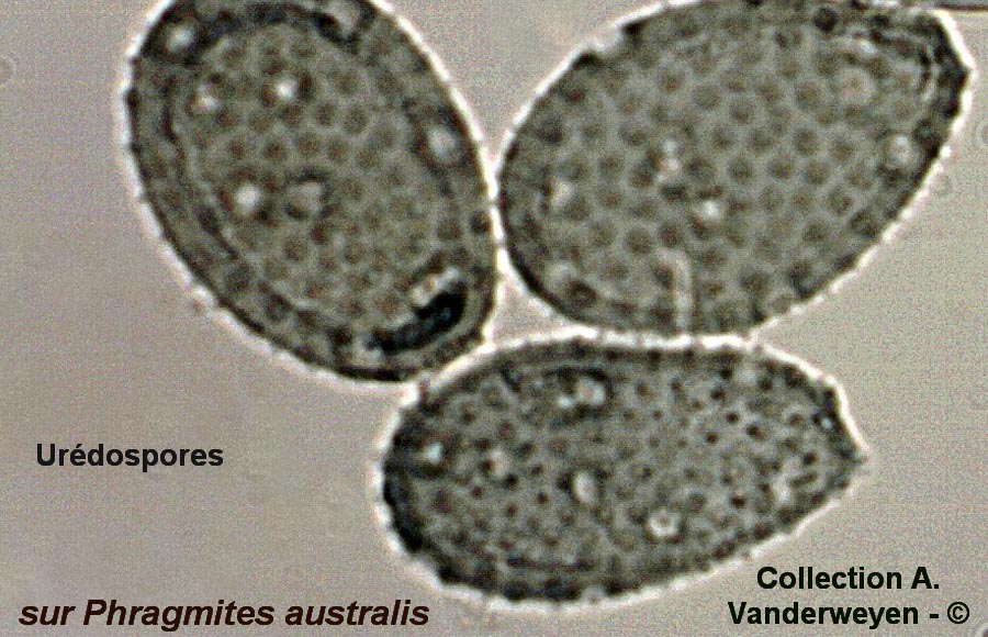 Puccinia magnusiana