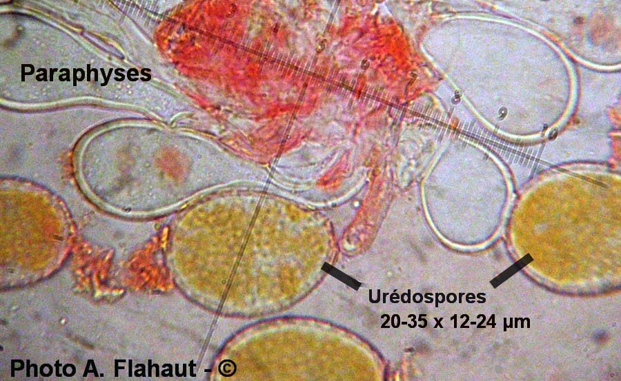 Puccinia magnusiana