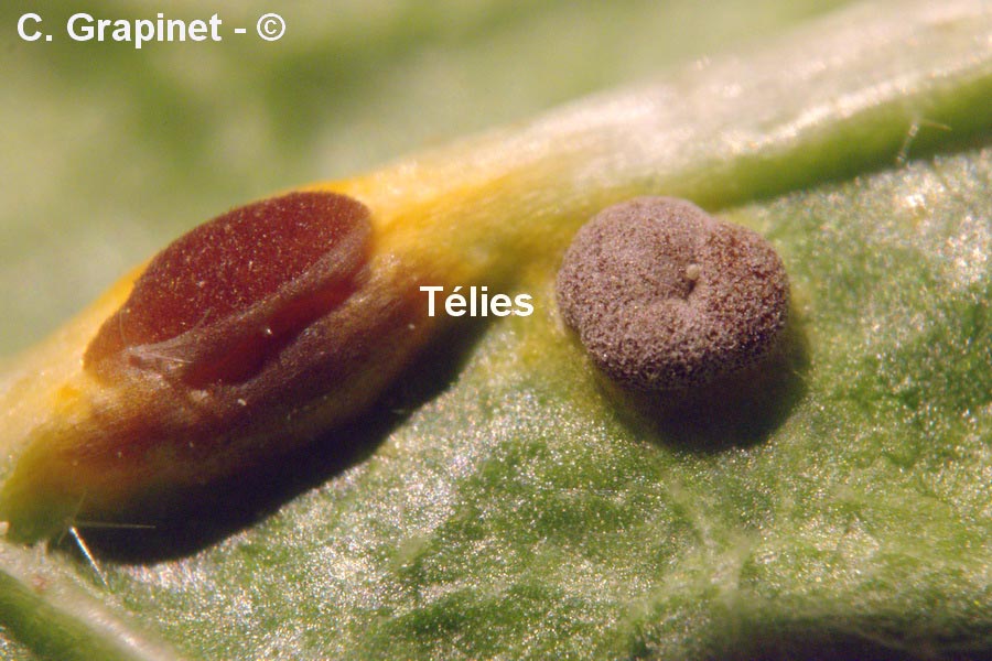 Puccinia malvacearum