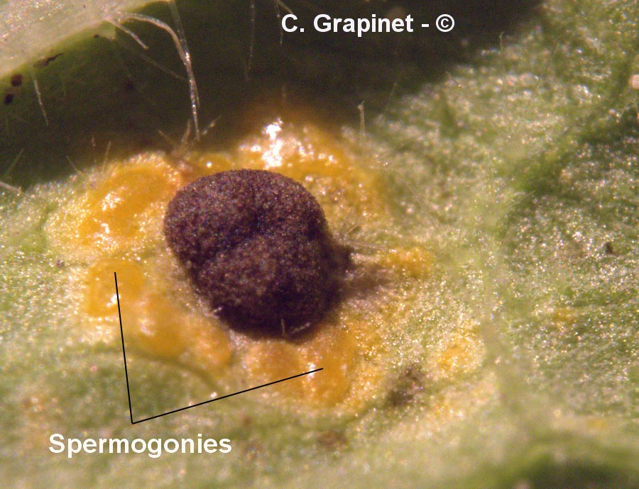 Puccinia malvacearum