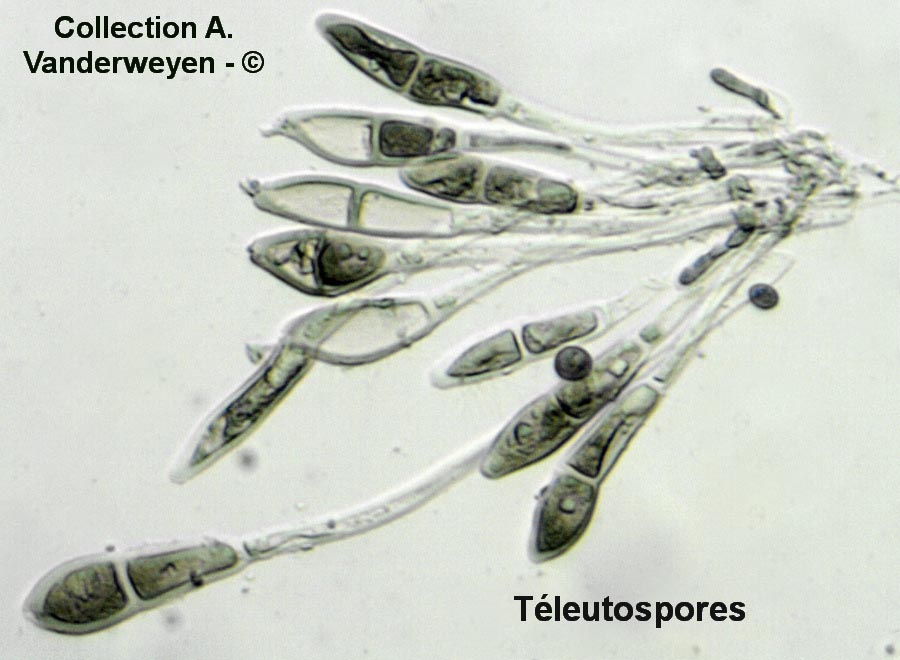 Puccinia malvacearum