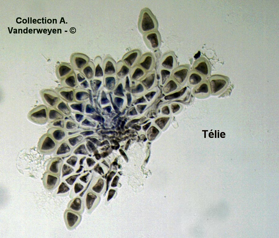 Puccinia malvacearum