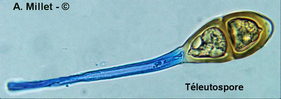 Puccinia malvacearum