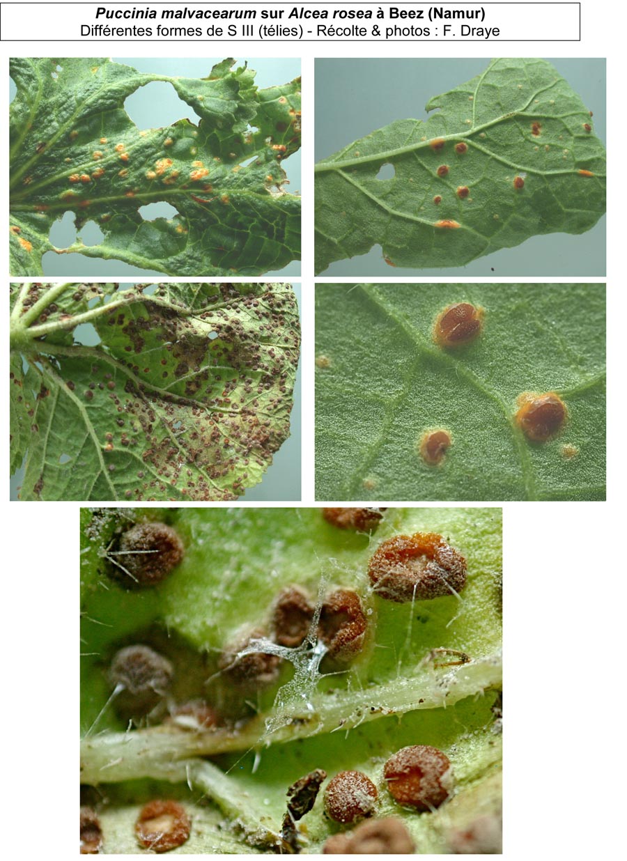 Puccinia malvacearum