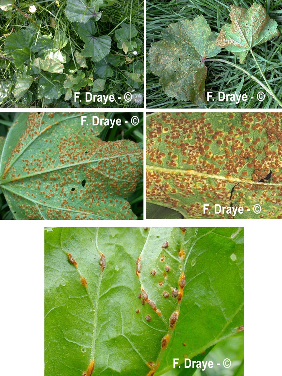 Puccinia malvacearum