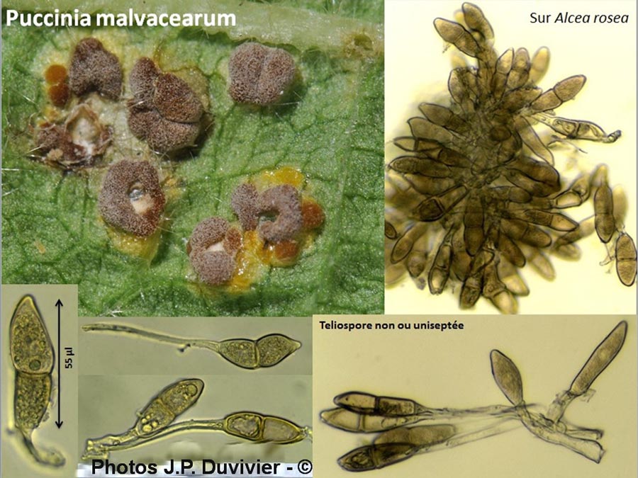 Puccinia malvacearum