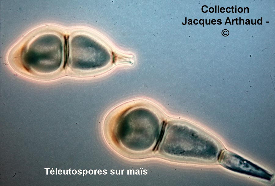 Puccinia maydis