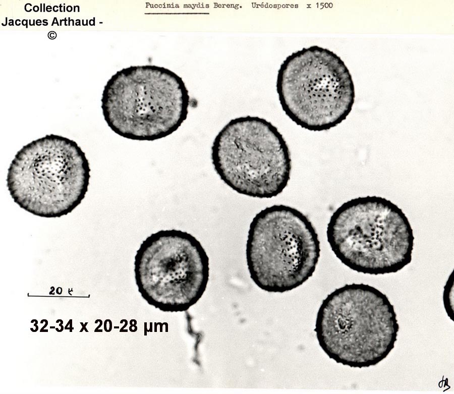 Puccinia maydis