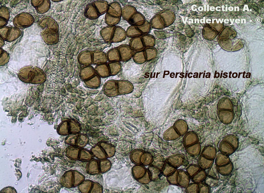 Puccinia mei-mamillata