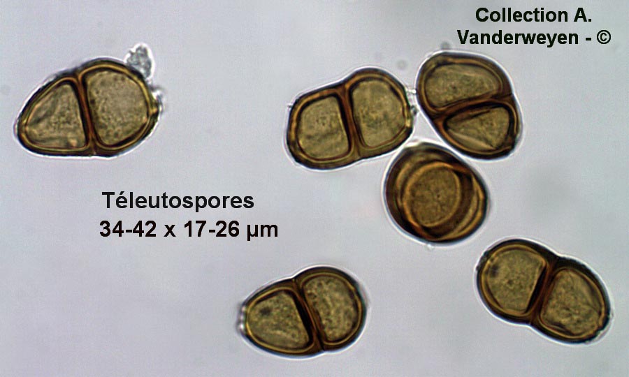 Puccinia mei-mamillata