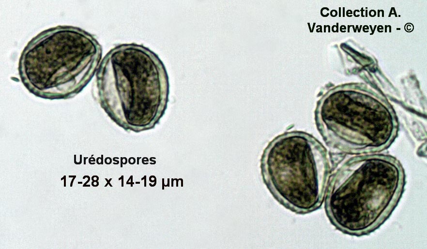 Puccinia menthae