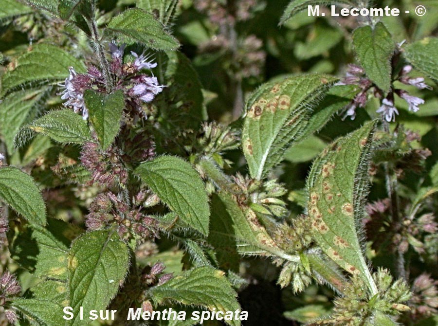 Puccinia menthae