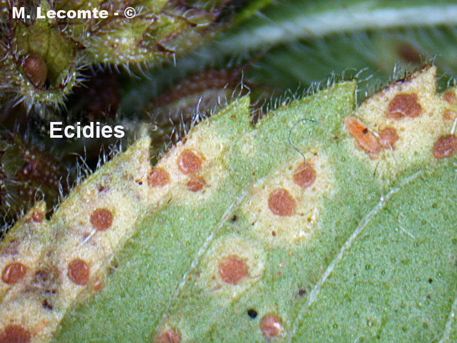 Puccinia menthae