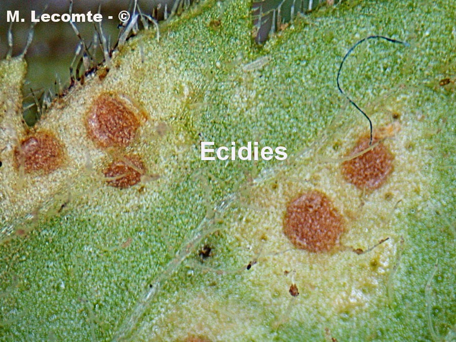 Puccinia menthae