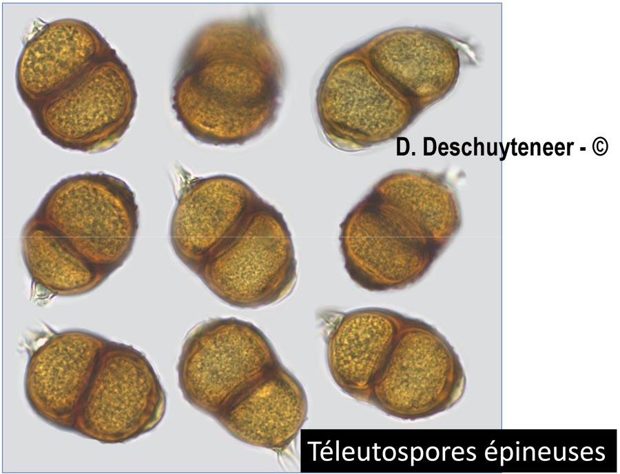 Puccinia menthae