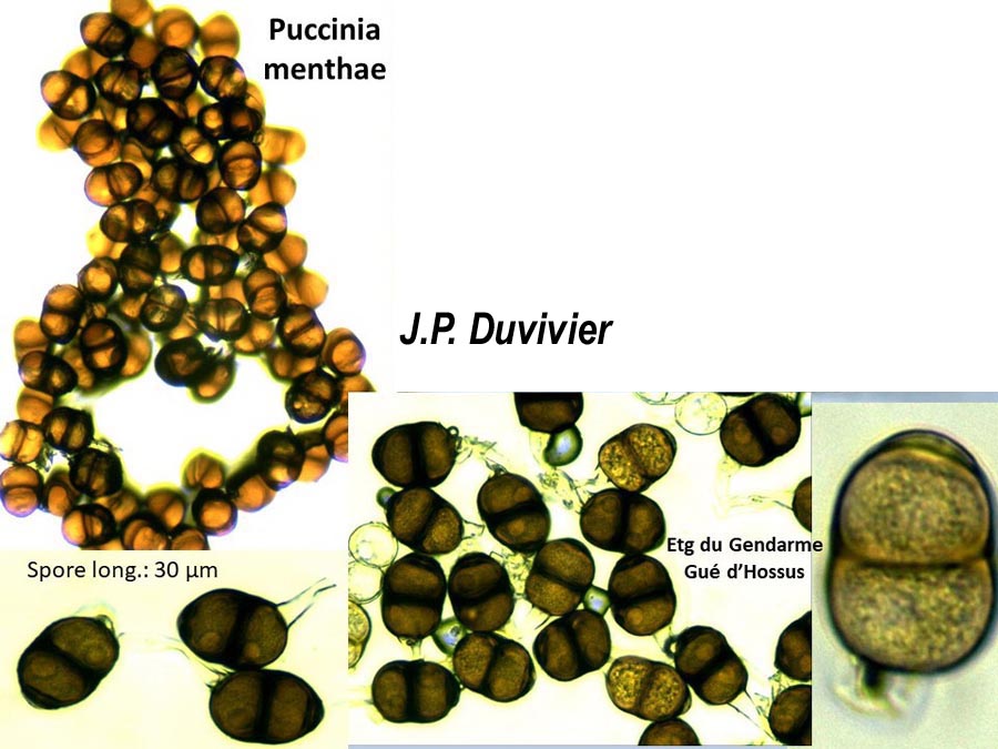 Puccinia menthae