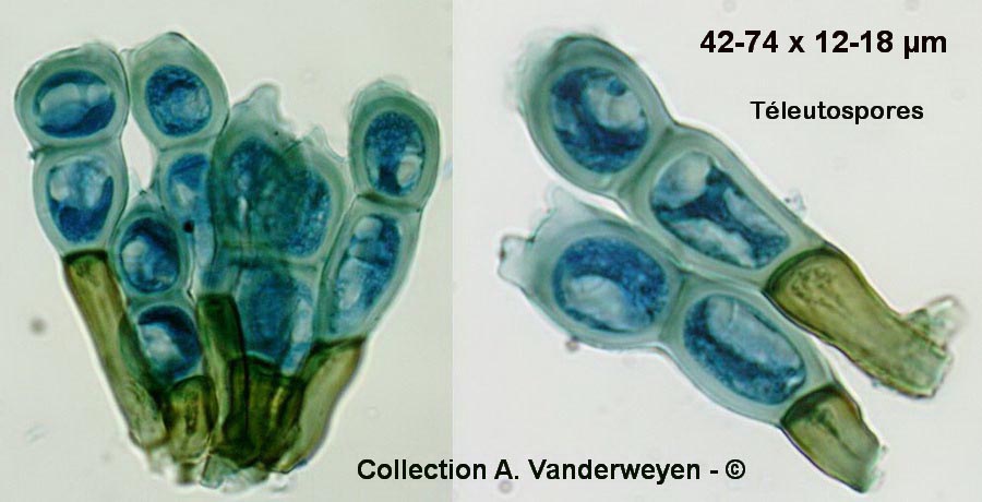 Puccinia mesnieriana